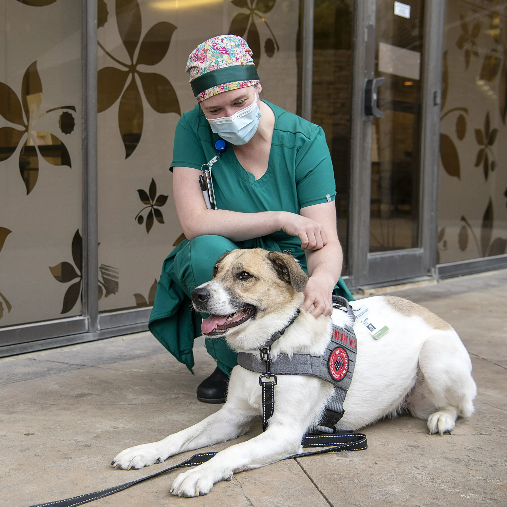 A woman in scrubs kneels to pet a medium-sized white and tan dog that is wearing a service animal harness and vest and laying on the ground.
