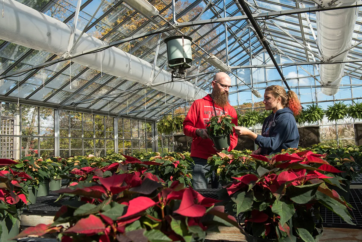 Two individuals work on red and green plants in a greenhouse at Ohio State ATI.